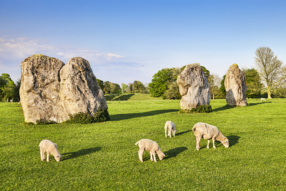 Sheep Grazing at Avebury Great Henge, Wiltshire, England, UK (United Kingdom)
