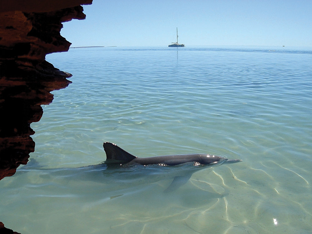 Bottlenose Dolphin in Monkey Mia, Western Australia, Australia