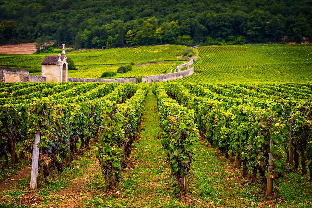 Chateau with vineyards, Burgundy, France