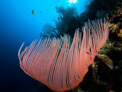 Harp Coral at Koh Bida Nok, Phi Phi Island, Krabi Province, Thailand