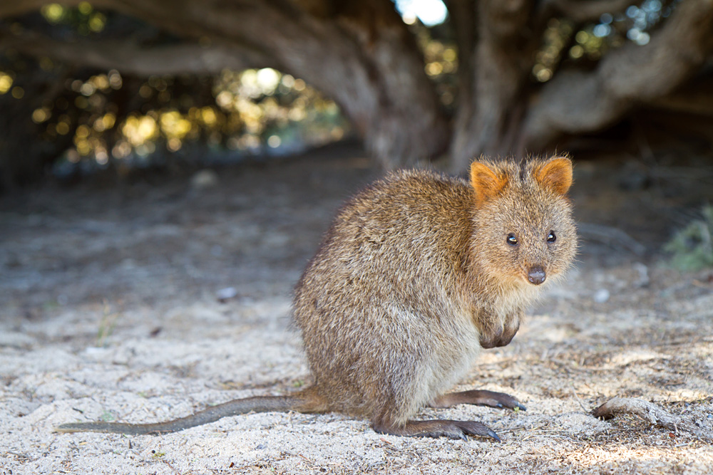 Quokka in Rottnest Island, Western Australia, Australia