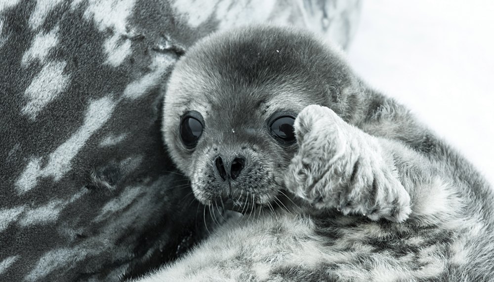 Baby Seal in Antarctica