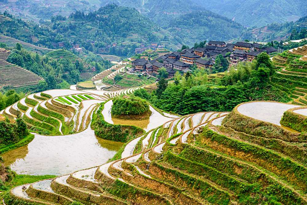Hillside rice terraces landscape in Yaoshan Mountain, Guilin, China