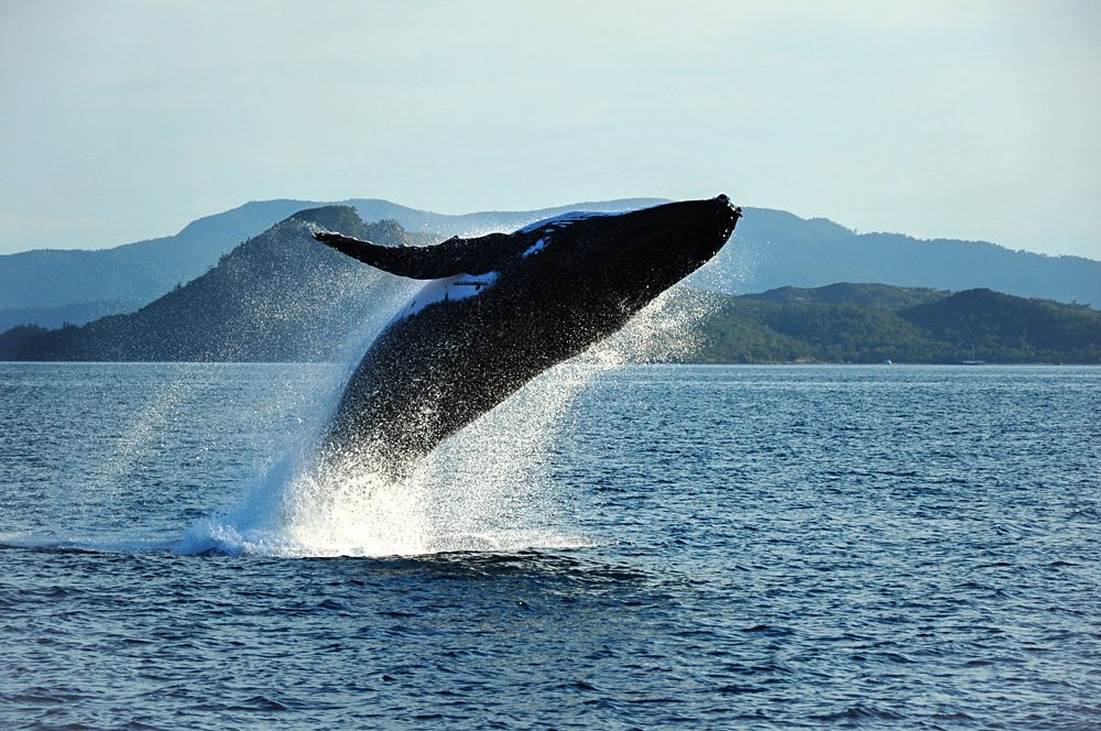 Humpback Whale breaching, Whitsundays, Queensland, Australia