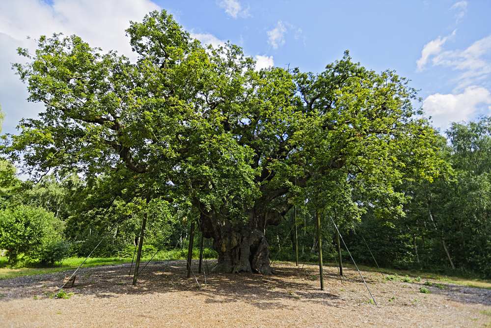Major Oak, an ancient tree in Sherwood Forest, England, UK (United Kingdom)