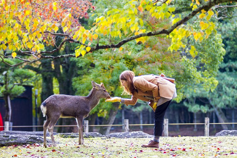 Woman Feeding Sika Deer in Nara Park, Japan