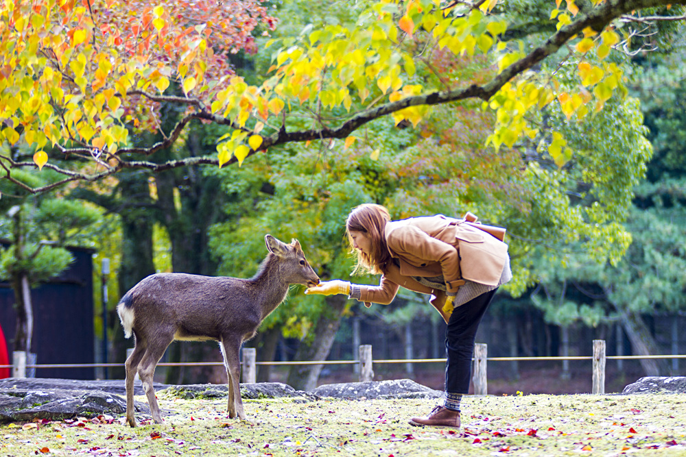 Woman Feeding Sika Deer in Nara Park, Japan
