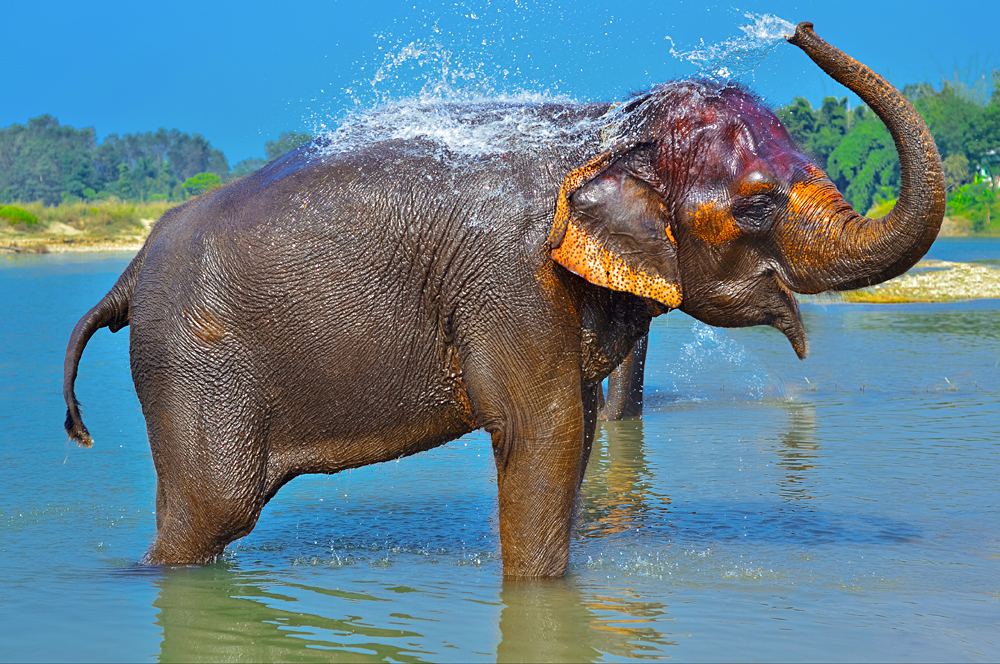 Asian elephant blowing water out of his trunk in Chitwan National Park, Nepal