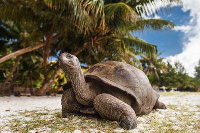 Giant tortoise on Curieuse Island, Seychelles