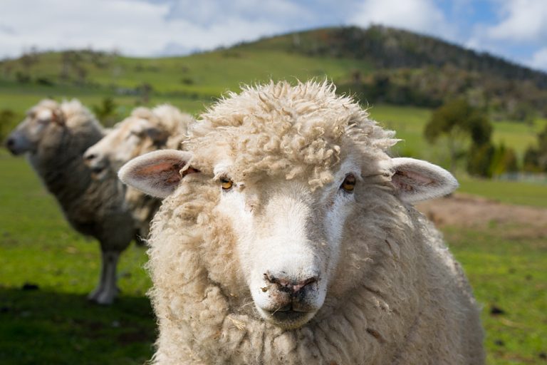 Inquisitive sheep in a Tasmanian field near Hobart in Tasmania, Australia