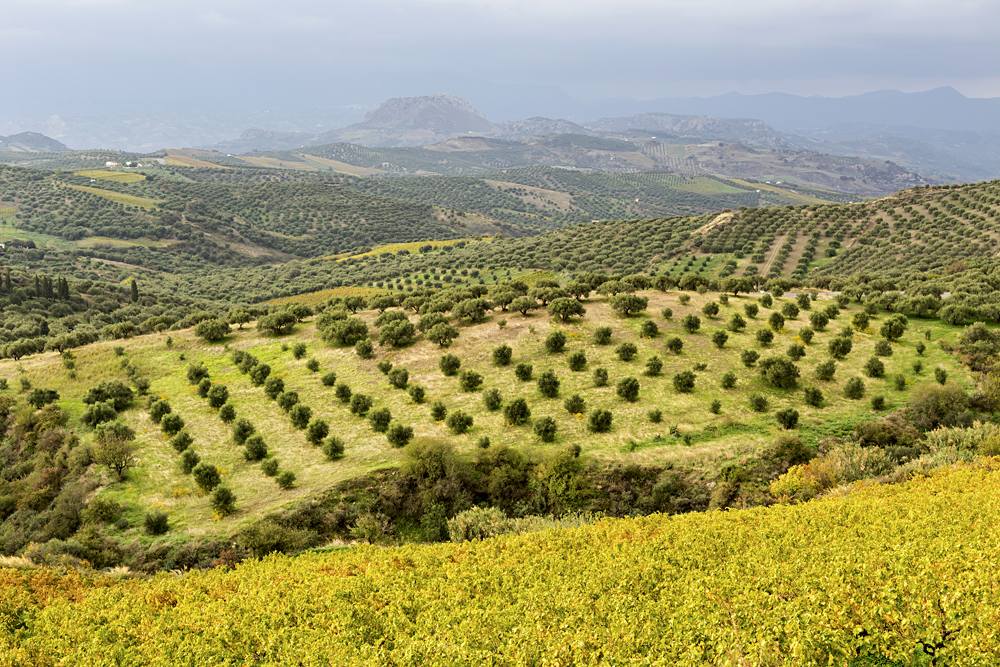 Panoramic views of the mountains and olive groves in the countryside, Crete, Greece