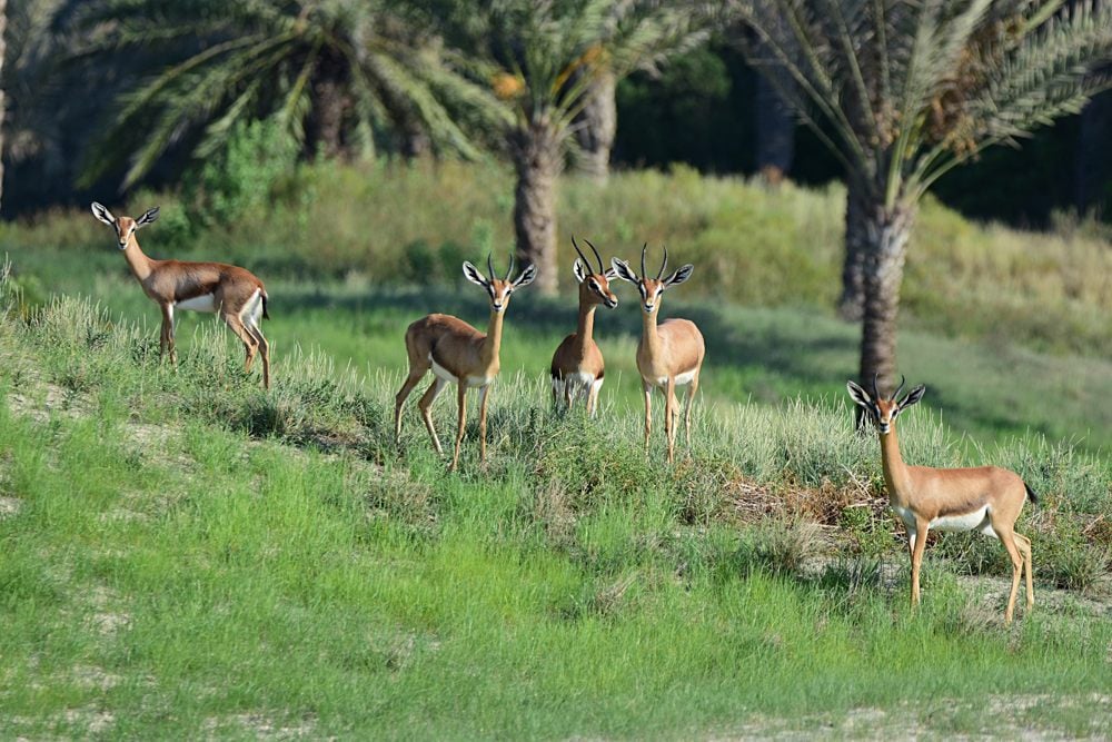 Arabian Deer at Arabian Wildlife Park near Abu Dhabi, UAE (United Arab Emirates)