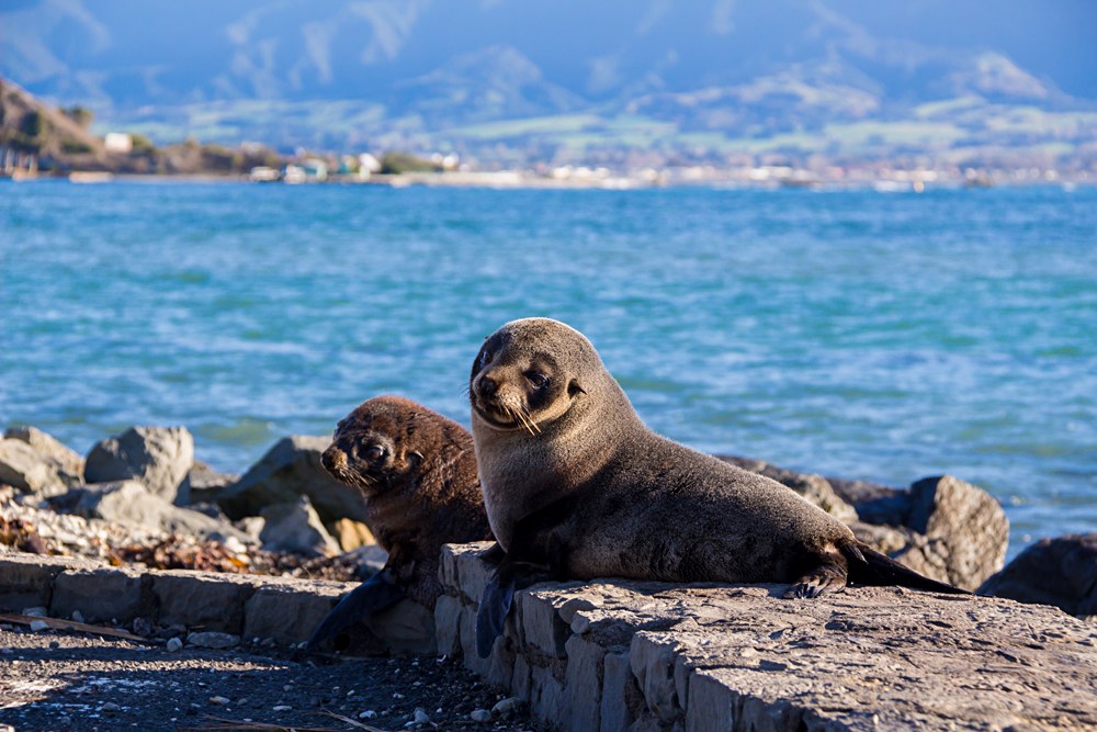 Baby Seal at Kaikoura, New Zealand