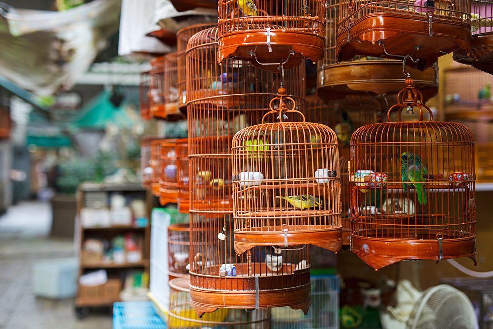 Birds in cages for sale at Birds Market in Kowloon, Hong Kong