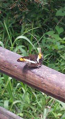 Christian Baines - Iguassu Falls - Butterfly, Brazil Argentina
