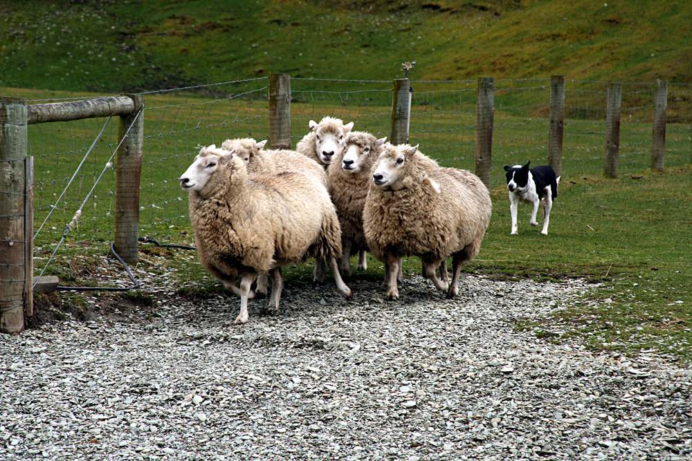 Eye-dog rounding up sheep, New Zealand