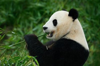 Giant Panda feeding on bamboo, Wolong National Nature Reserve, Chengdu, China