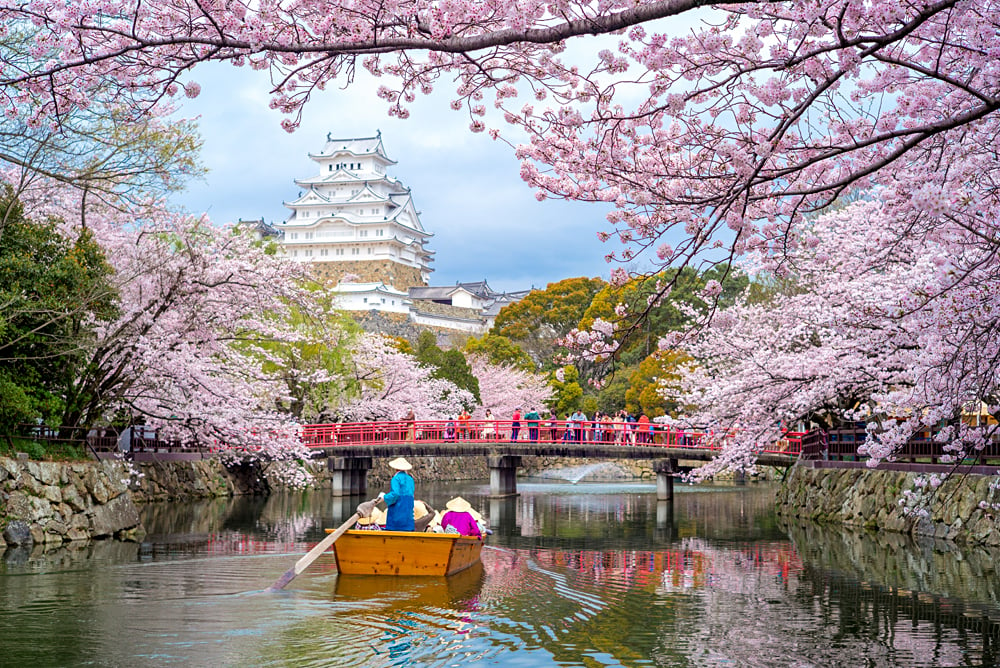 Himeji Castle with beautiful cherry blossom in spring season, Kyoto, Japan