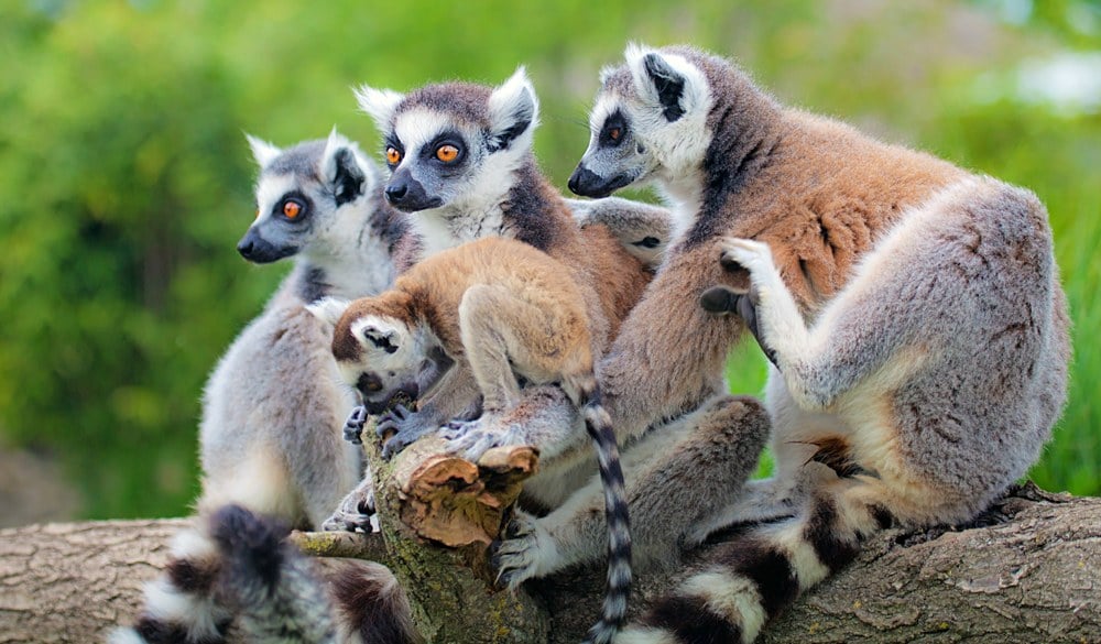 Lemurs' Park lemurs, Madagascar
