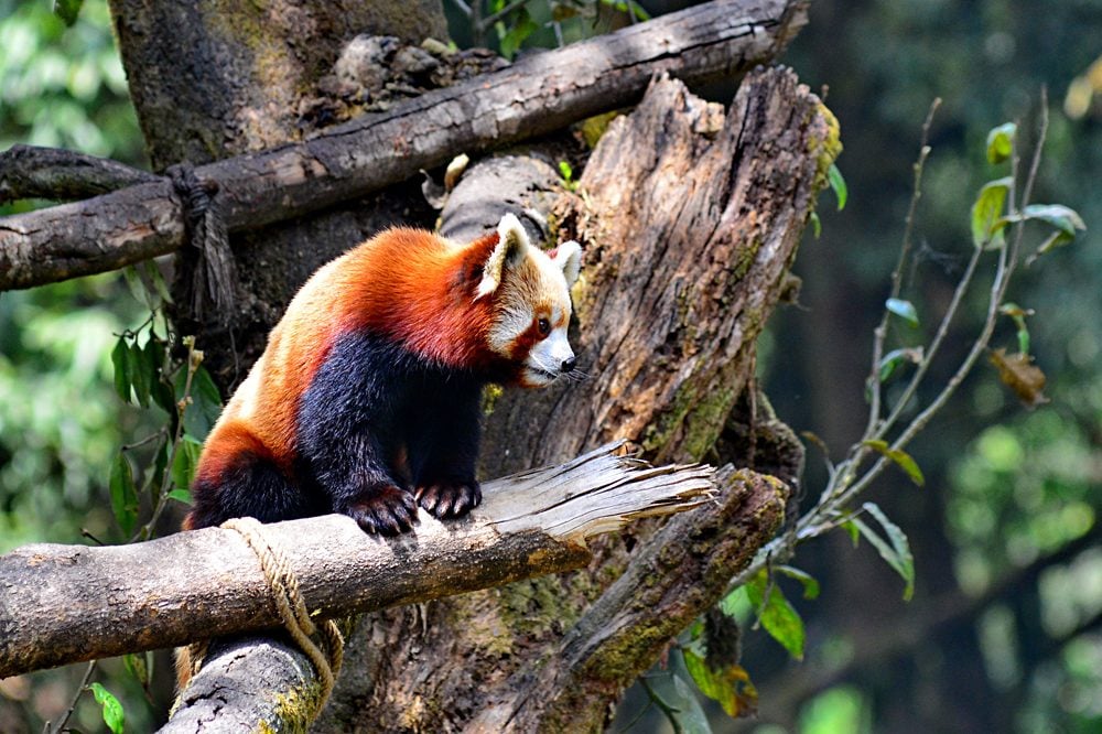 Red panda at Darjeeling Zoo, India