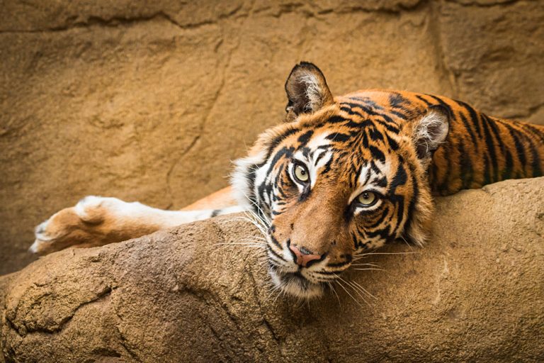 Tiger at London Zoo, London, England, UK (United Kingdom) Vacations