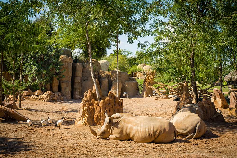 Two rhinos lying on the sand in Bioparc Valencia, Spain