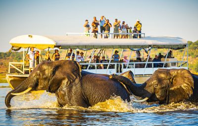 African Elephants swimming across the Chobe River, with tourists on safari watching on, Botswana