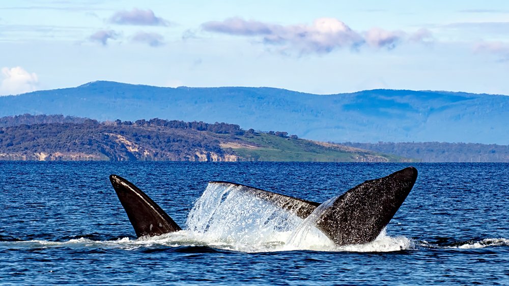 Southern Right Whales, Tasmania, Australia