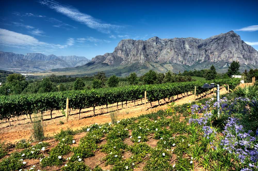 Vineyards of the Stellenbosch district with the Simonsberg mountain in the background, Western Cape, South Africa