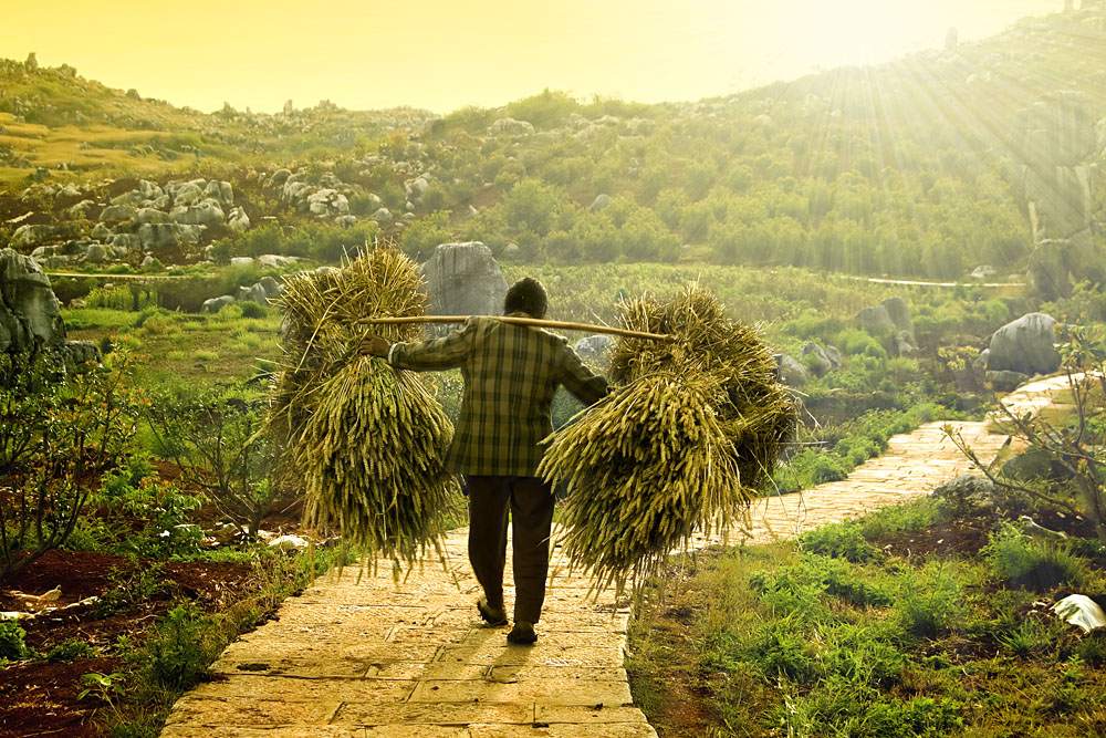 Farmer in Asia carrying wheat, China