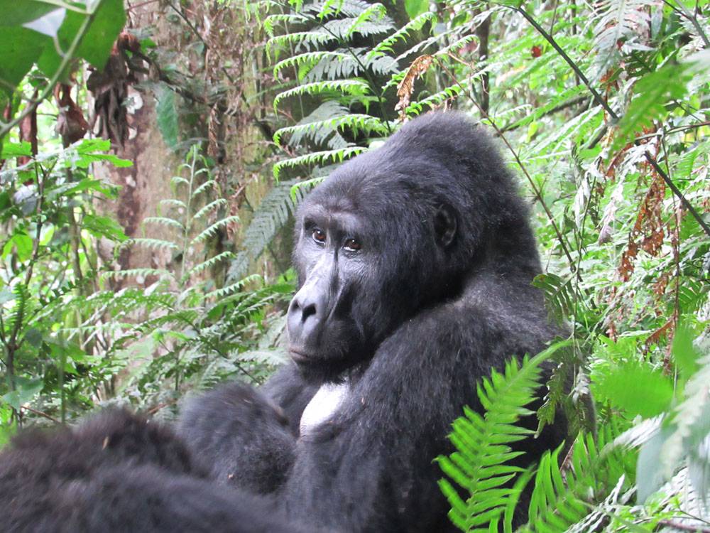 Michelle Crabtree - Gorilla in Bwindi Impenetrable Forest, Uganda