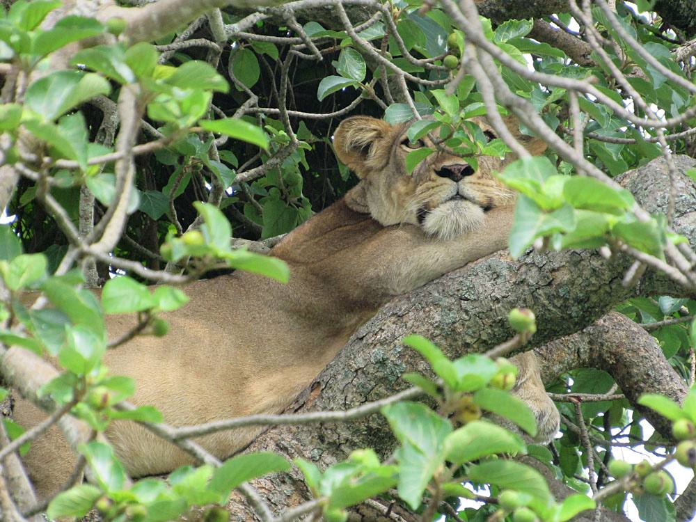 Michelle Crabtree - Lion in Ishasha, Queen Elizabeth National Park, Uganda