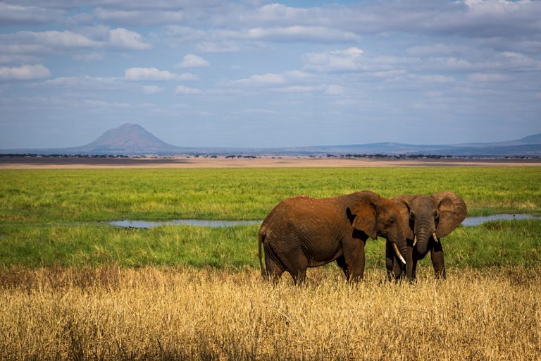 Elephants in Tarangire National Park in north Tanzania