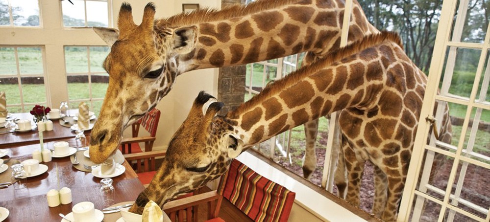 Giraffe Manor in Lang’ata near Nairobi, Kenya