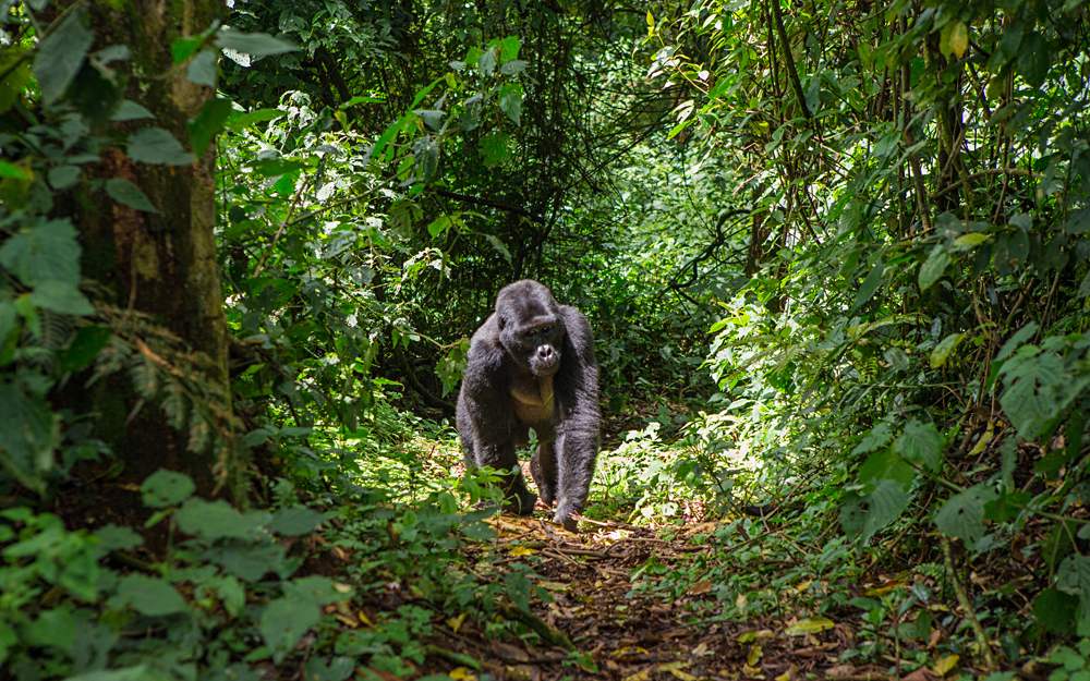 Mountain gorilla in Bwindi Impenetrable Forest National Park, Uganda
