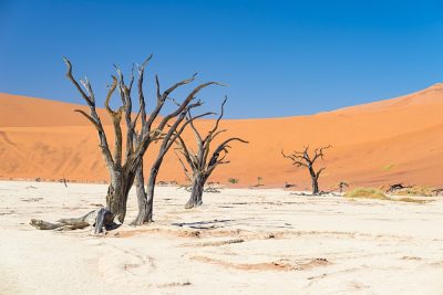 Scenic Sossusvlei and Deadvlei, clay and salt pan with braided Acacia trees surrounded by majestic sand dunes, Namibia