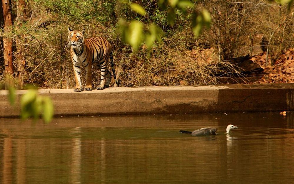 Bengal Tiger in Panna National Park, India