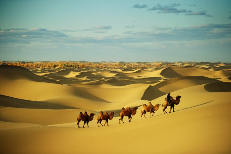 Camel caravan going through the sand dunes, Sahara Desert, Morocco