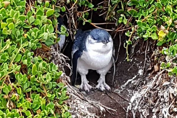 Christian Baines - Little Penguin coming out of its burrow, Phillip Island, Victoria, Australia