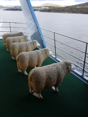 Christian Baines - Pull up a sheep for your ferry ride to MONA, Hobart, Tasmania, Australia