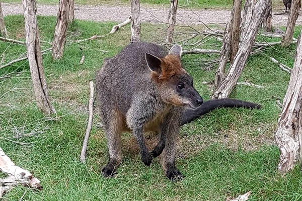 Christian Baines - Western Grey Kangaroo at Mornington Peninsula, Victoria, Australia