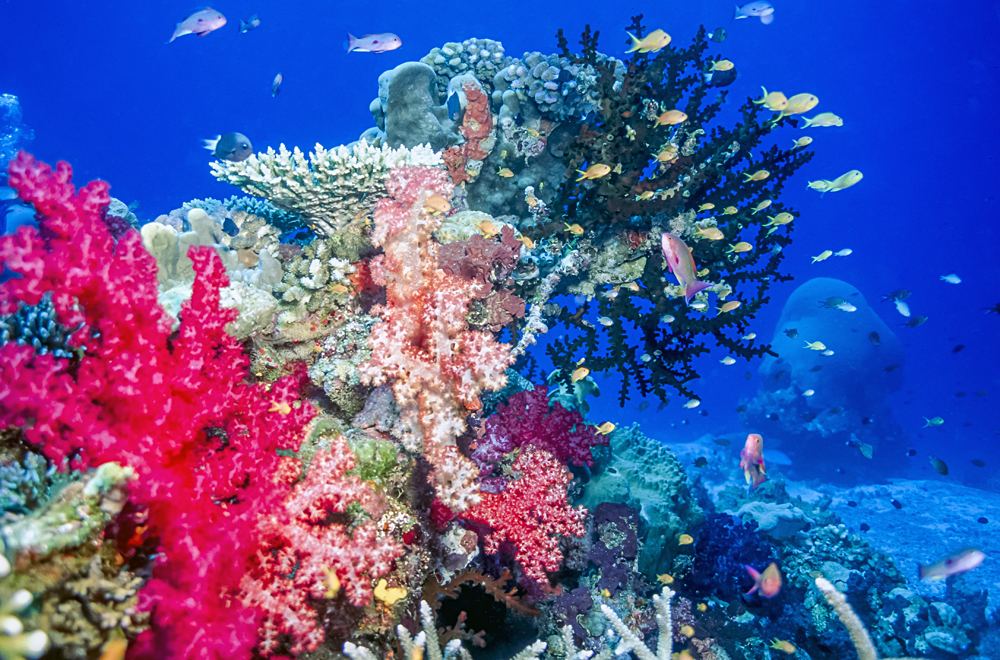 Coral reef off the coast of island of Taveuni, Fiji