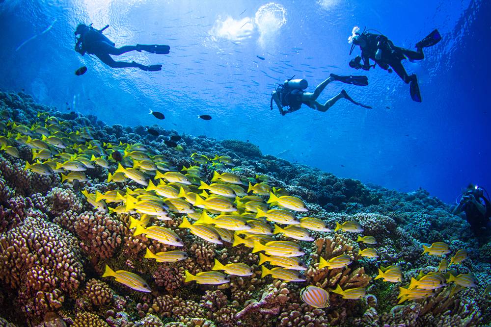 Divers and school of Yellowfin goatfishes above the coral reef of Fakarava, Tuamoto Islands, Tahiti (French Polynesia)