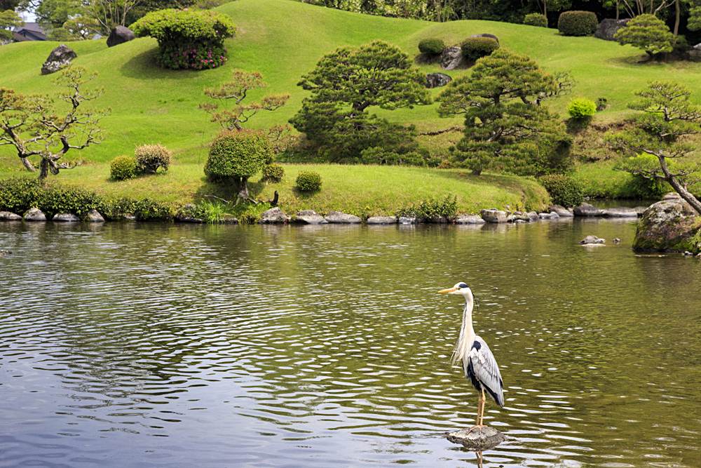 Heron in pond at Suizenji Jojuen Garden, Kumamoto, Kyushu, Japan