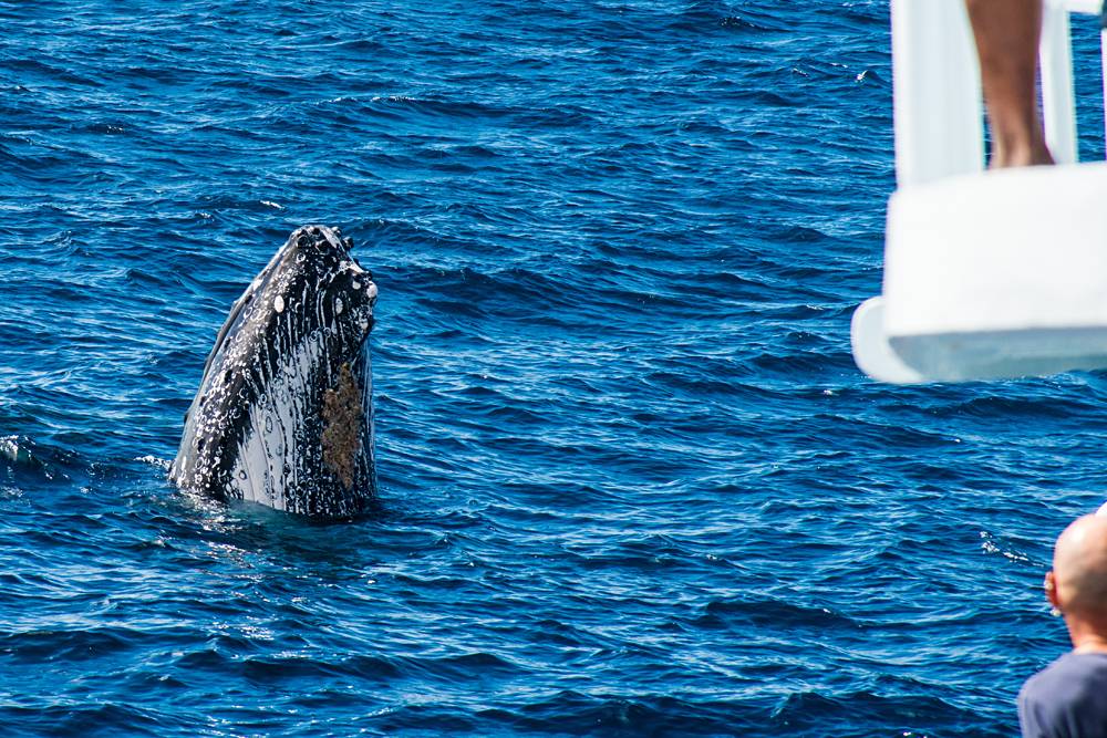 Humpback Whale Watching in Tonga