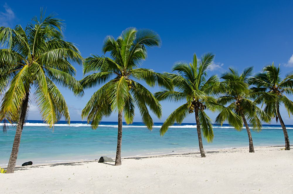 Line of five coconut palm trees at Titikaveka beach in Rarotonga, Cook Islands