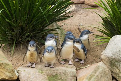 Little Blue Penguins, Australia