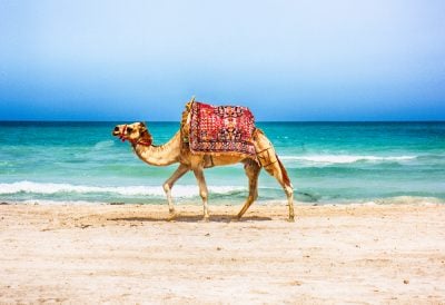 Camel walking on a Tunisian beach, Tunisia vacations