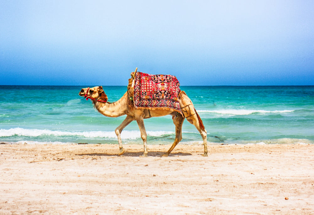 Morocco and Tunisia: Essentials of a North Africa Vacation | Goway