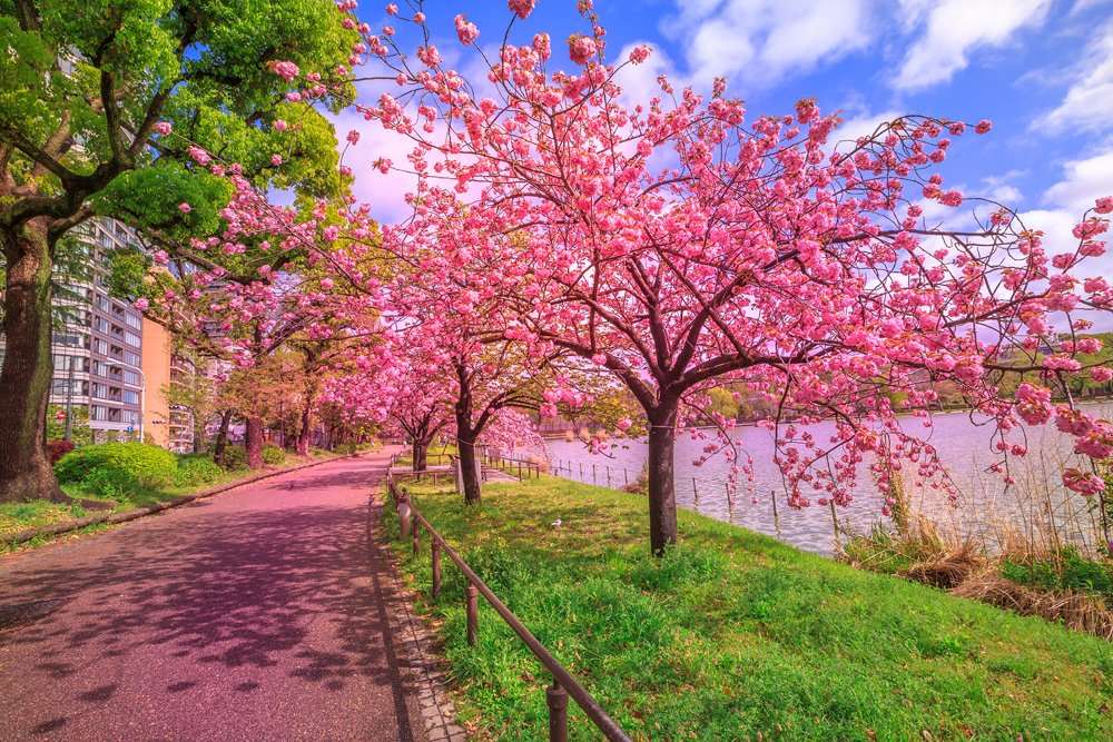 Cherry trees in full bloom during Hanami along Shinobazu Pond in Ueno Park, Tokyo, Japan